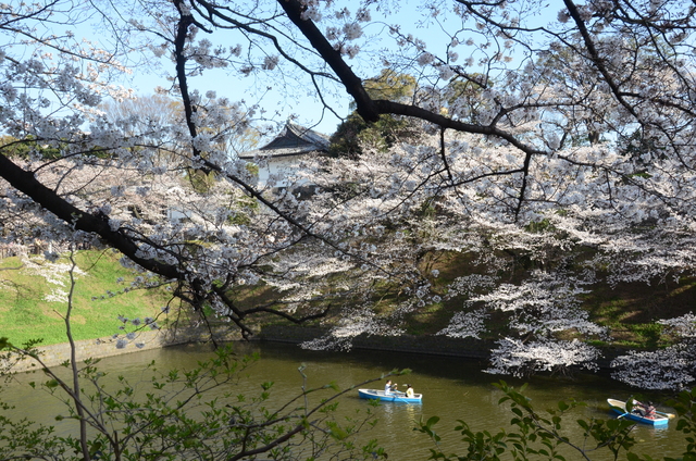 千鳥ヶ淵の桜　２０１３_c0188784_12542486.jpg