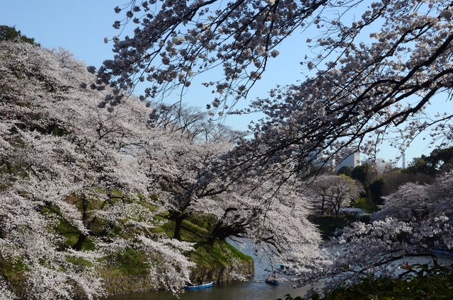 千鳥ヶ淵の桜　２０１３_c0188784_1325434.jpg