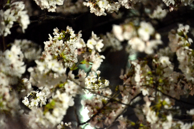 目黒川の桜　２０１３_c0188784_1550991.jpg