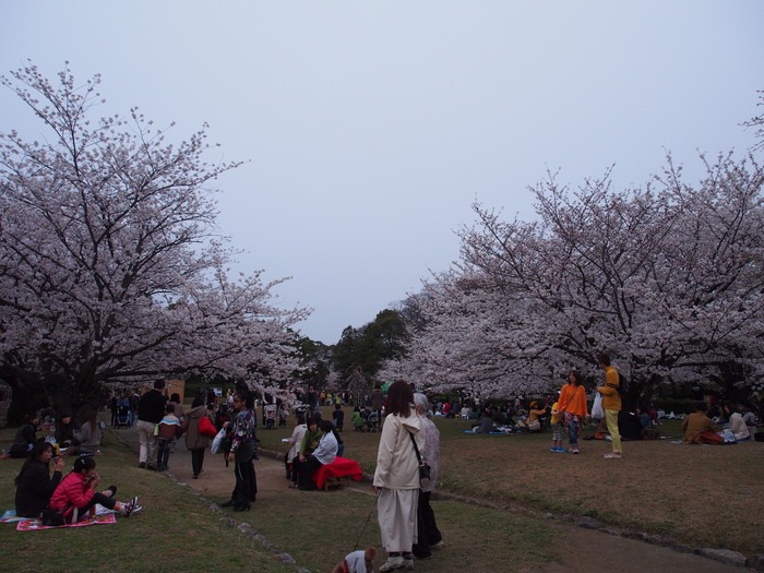 2013.3.24　舞鶴公園の桜（福岡市）_a0149488_22115794.jpg