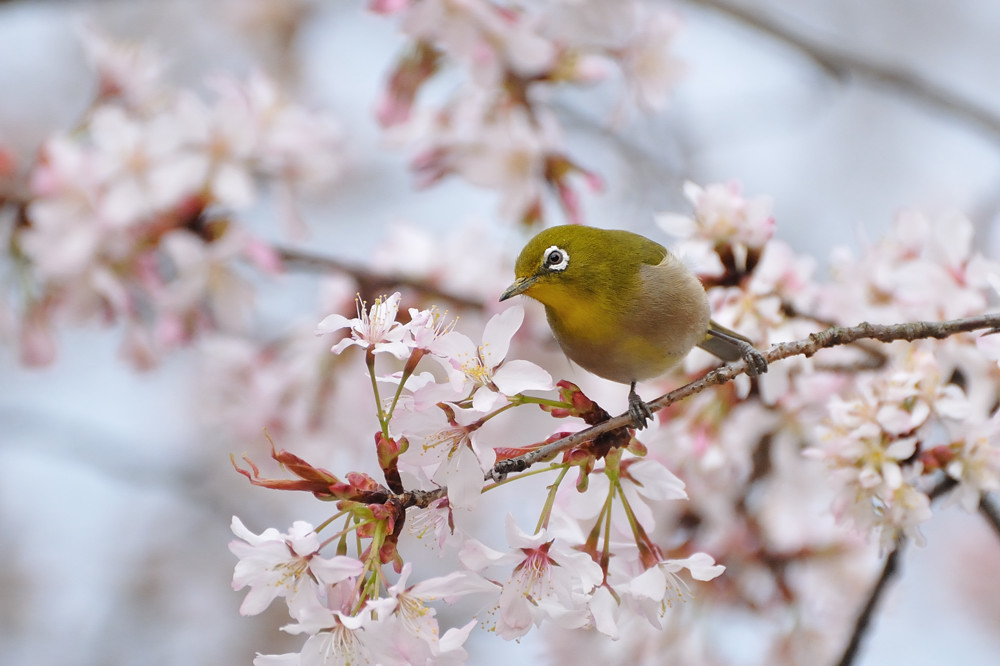 2013 03 23 服部君梅から桜へ あらためまして_a0143491_22291087.jpg