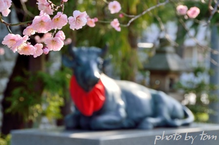 富山散歩～県東部251～於保多神社の梅の花_b0155692_20284041.jpg