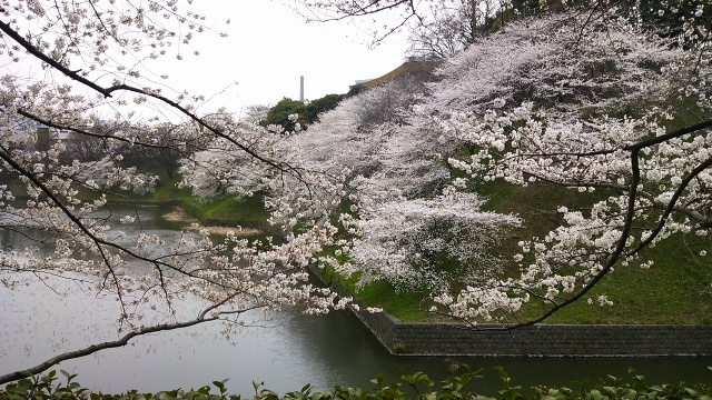 2013 今年の桜・・靖国神社_f0083294_7584168.jpg
