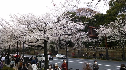 2013 今年の桜・・靖国神社_f0083294_811637.jpg