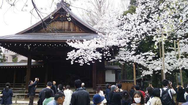 2013 今年の桜・・靖国神社_f0083294_813963.jpg