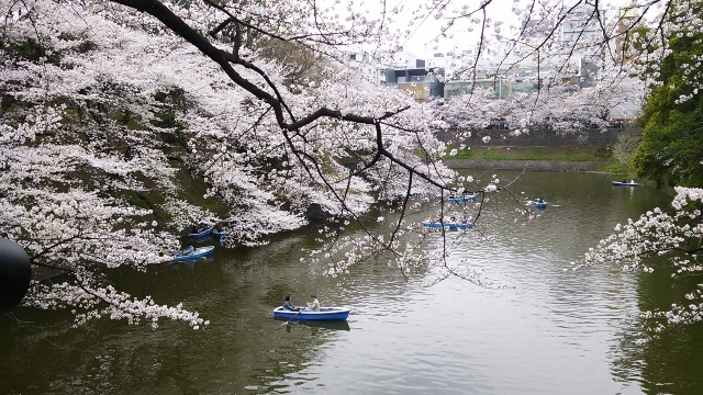 2013 今年の桜・・靖国神社_f0083294_83267.jpg