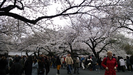2013 今年の桜・・靖国神社_f0083294_865952.jpg