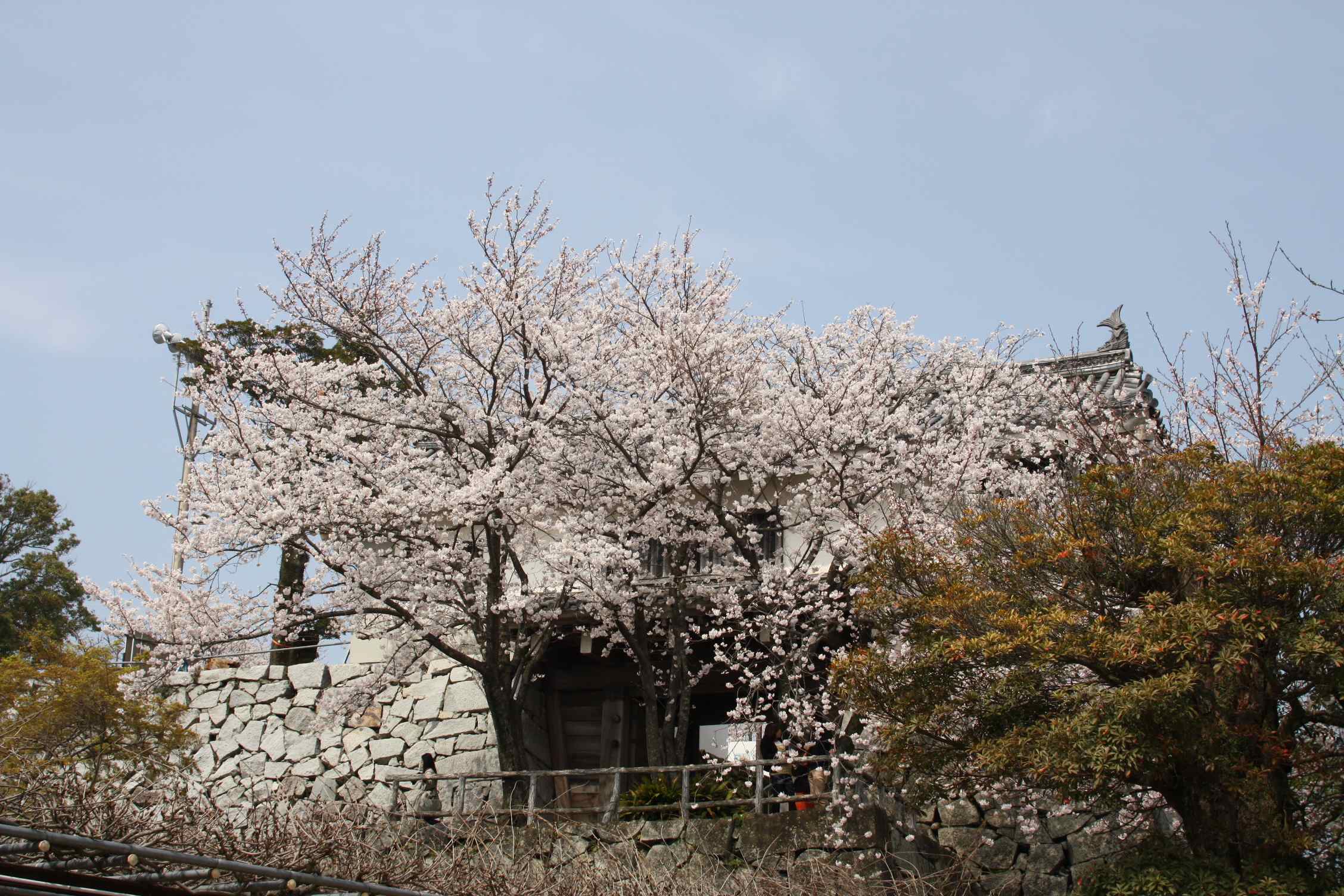 sakura_b0191898_10413966.jpg