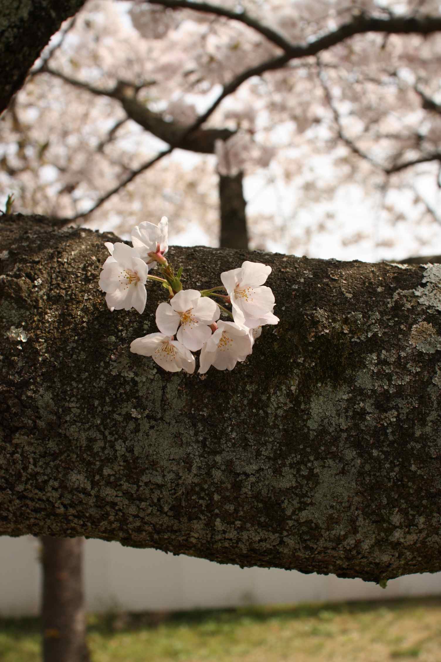 sakura_b0191898_10423362.jpg