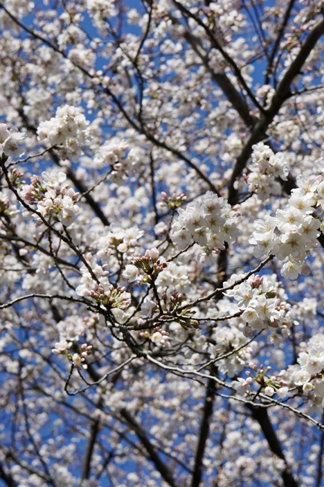 桜とSOYちゃん。_e0277800_1239013.jpg