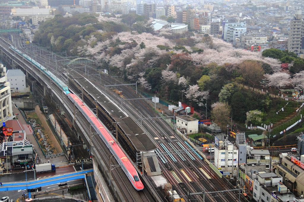 飛鳥山公園の桜と新幹線 みちざねの鉄ログ