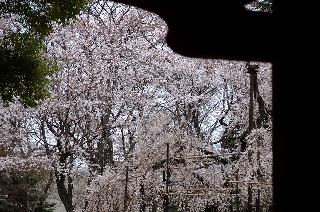 弘法寺の伏姫桜_a0169902_6472976.jpg