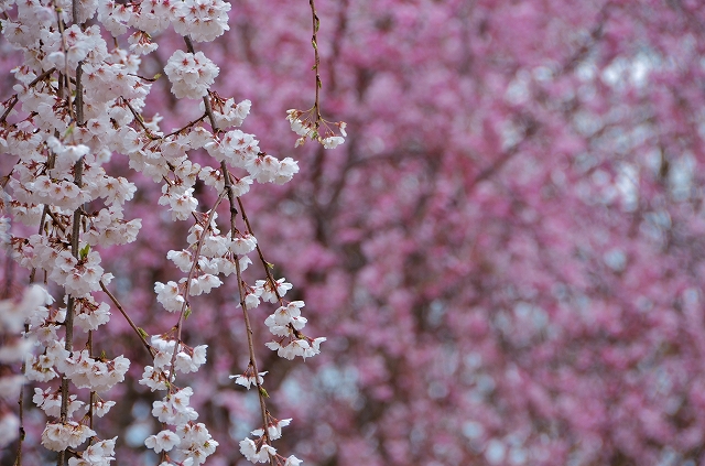 弘法寺の伏姫桜_a0169902_6485064.jpg