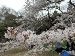 明治神宮のさくらの開花_e0137202_1323675.jpg