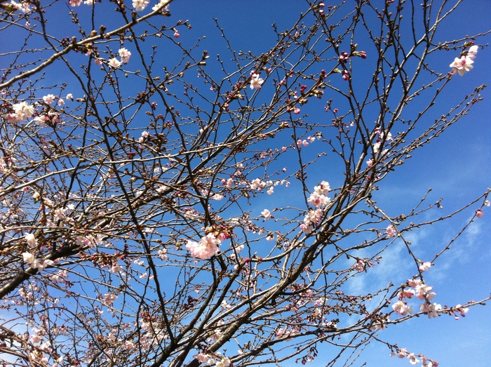 Fiori di ciliegio&Abbiamo un ospite... ✿トリノの桜情報&P君_b0246303_23272247.jpg
