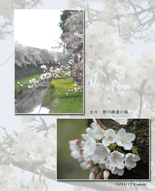今年のお花見_c0051105_0214277.jpg