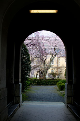 京都府庁旧本館 容保桜など_e0048413_21194110.jpg
