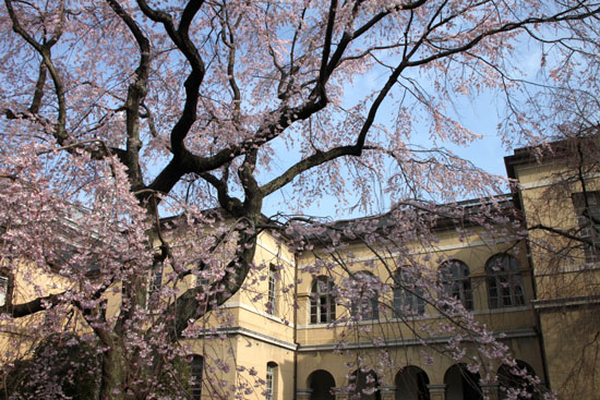 京都府庁旧本館 容保桜など_e0048413_2120981.jpg