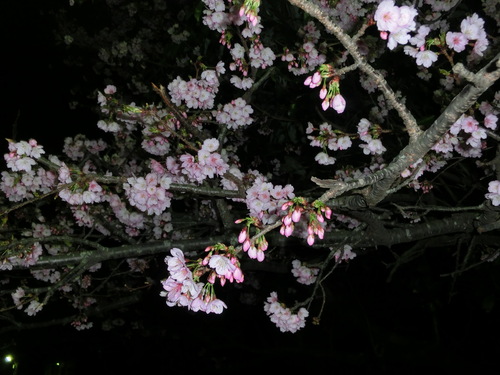 桜_e0254813_0134142.jpg