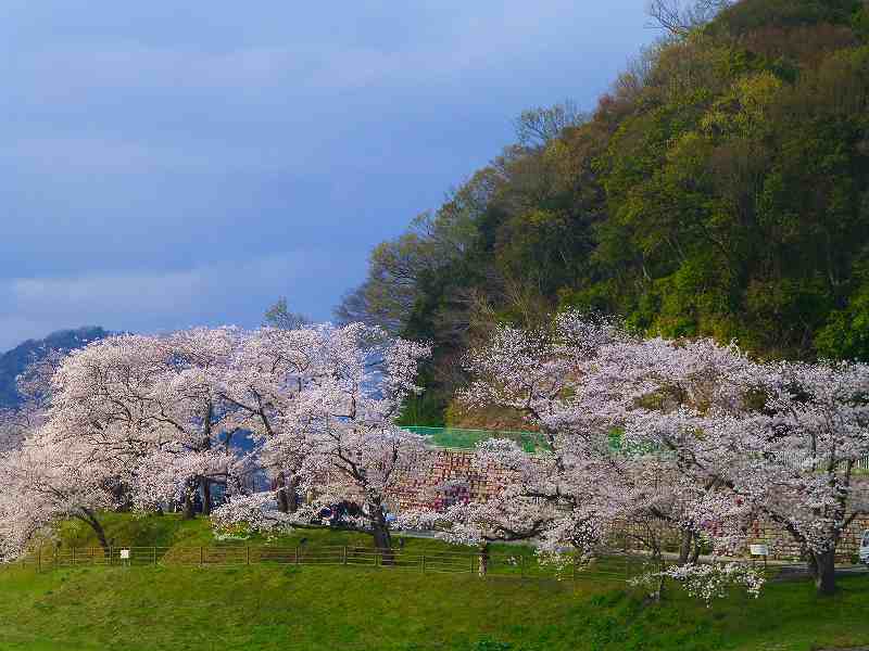 韮山 狩野川さくら公園の染井吉野が満開です 白壁荘だより 天城百話