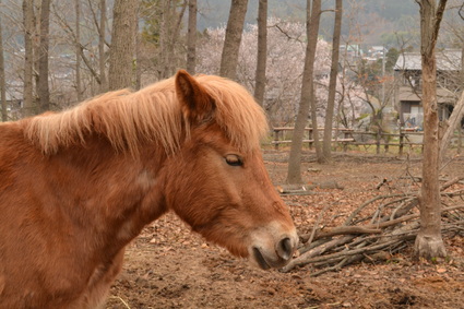 かんな高原農場　かんな馬の会　2013_d0264817_20504029.jpg