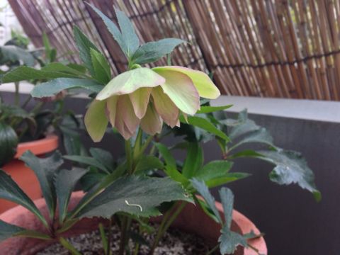 c0190424_1043761.jpg
