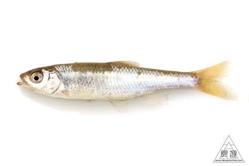 164 島根県東部 ~久々の魚類調査~_c0211532_23144750.jpg