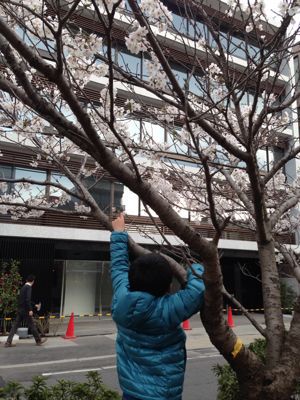 鎌倉の桜 2013_f0225139_14172922.jpg