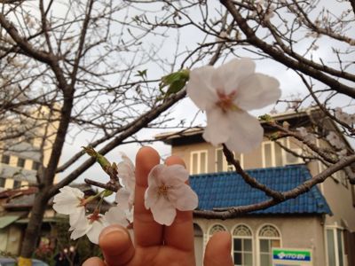 鎌倉の桜 2013_f0225139_1417303.jpg