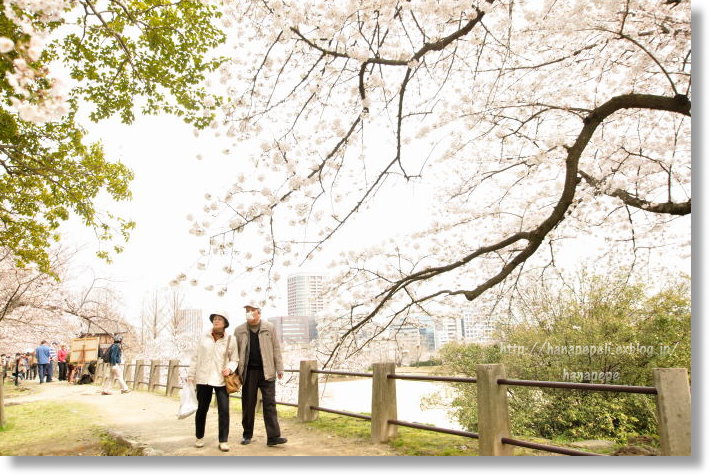  桜の木の下で　　　＊舞鶴公園＊_a0145741_20453723.jpg