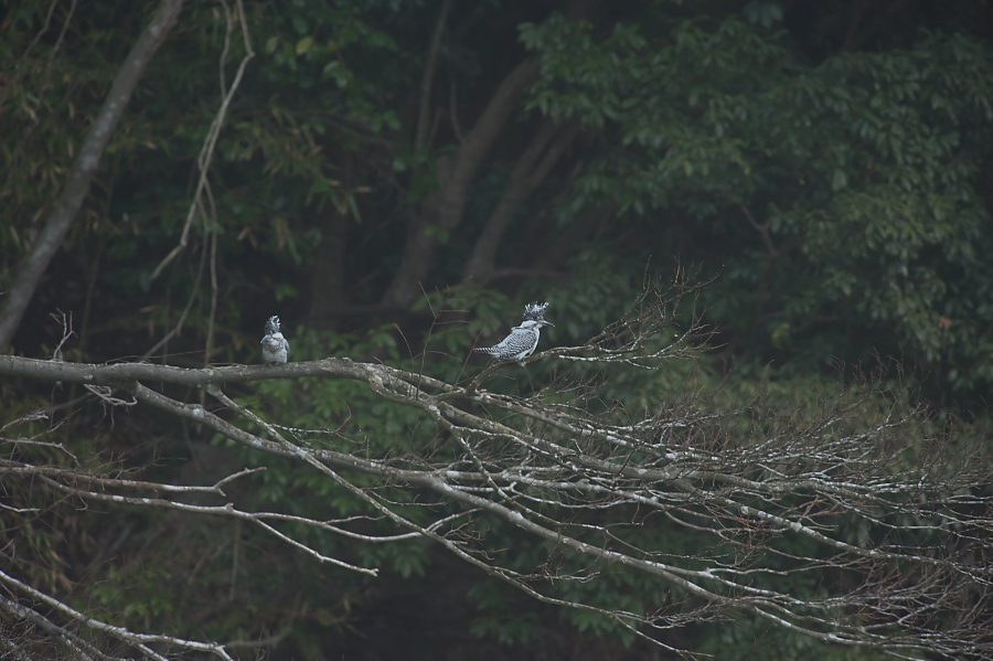 満を持して?_b0109942_23926.jpg