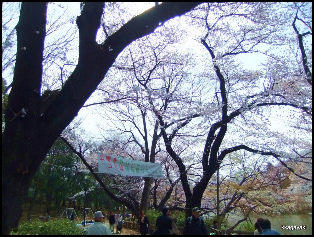 井の頭公園の桜_e0206242_15231195.jpg