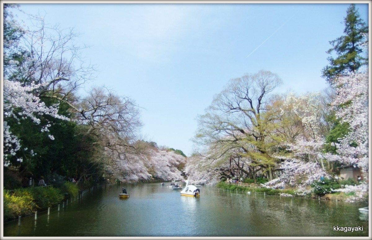 井の頭公園の桜_e0206242_15314320.jpg