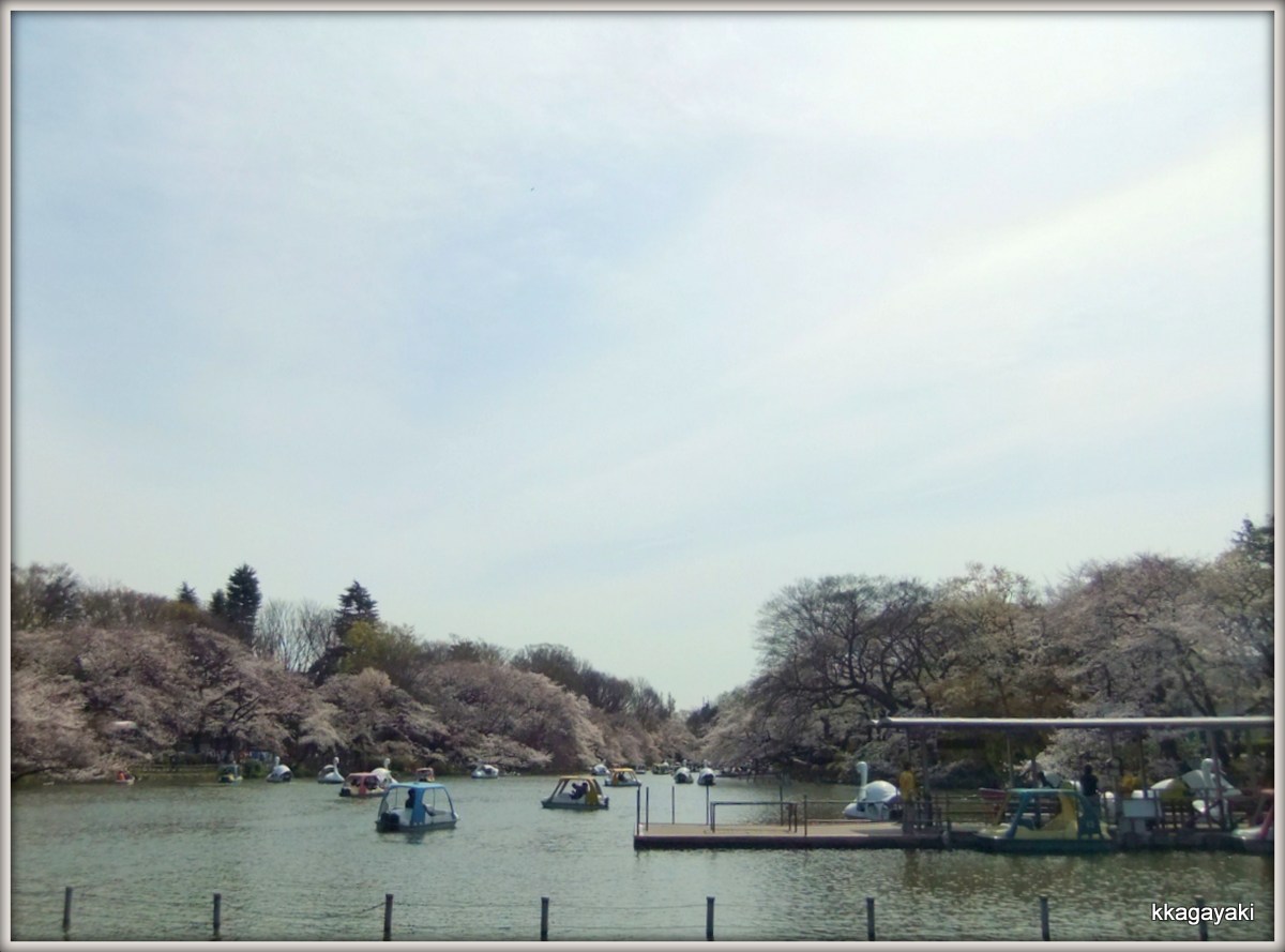 井の頭公園の桜_e0206242_1537579.jpg