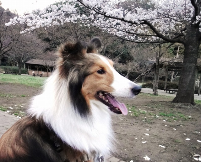 前足あげるの、なしワンね_e0195743_14573975.jpg