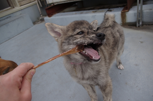 美味しいにゃー♪_c0266644_1513191.jpg