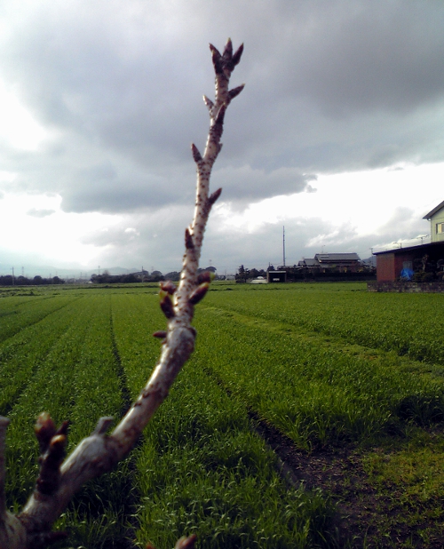 d0026745_73132.jpg