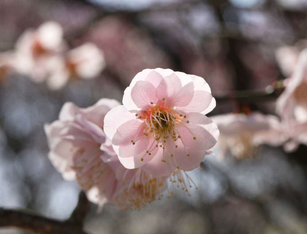 奈良市　大和文華館　梅　椿_c0108146_21433016.jpg