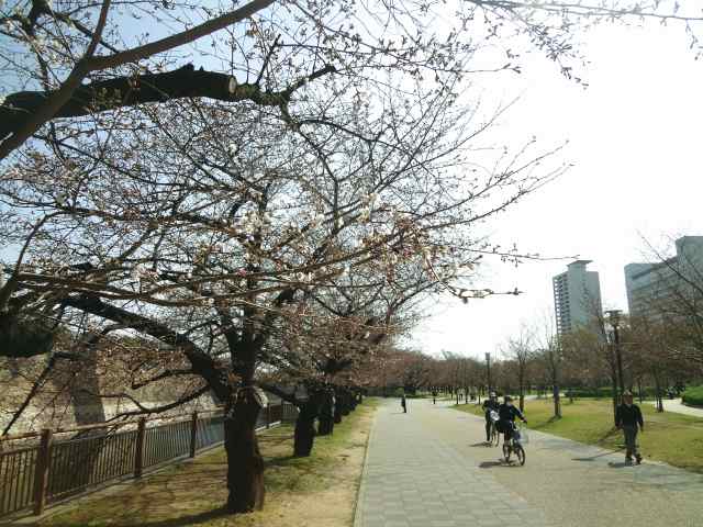 ちゃ－ジョギング（早桜のなかで久々20ｋｍ)Ｎｏ．107　★2013.3.24_d0151746_1055820.jpg