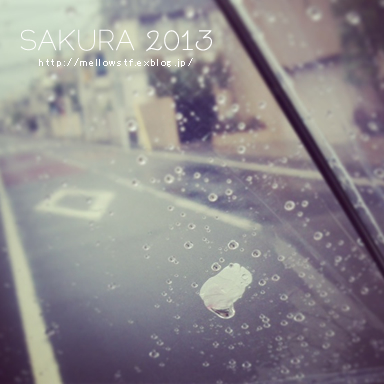 SAKURA 2013_d0124248_2215304.jpg