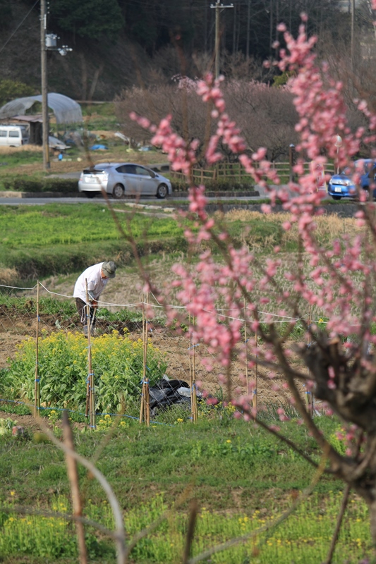 春の訪れを探しに　～明日香村～_e0194050_20205663.jpg