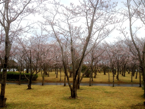 かみす桜まつり 会場は30日(土)より花見が楽しめます。_f0229750_14482012.jpg