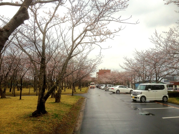 かみす桜まつり 会場は30日(土)より花見が楽しめます。_f0229750_14483426.jpg