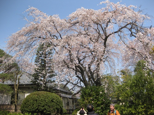 中院のしだれ桜をもうワンカット_b0115553_961058.jpg