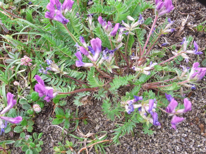 フラワーハイキングに行くなら高山植物の宝庫、長白山（白頭山）へ_b0235153_2254689.jpg