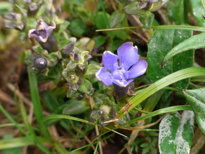 フラワーハイキングに行くなら高山植物の宝庫、長白山（白頭山）へ_b0235153_22583793.jpg