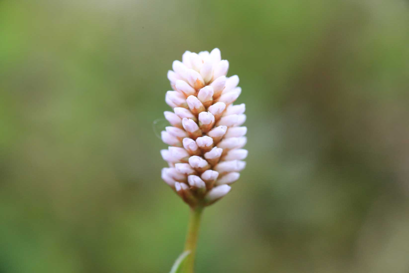 フラワーハイキングに行くなら高山植物の宝庫、長白山（白頭山）へ_b0235153_23039100.jpg