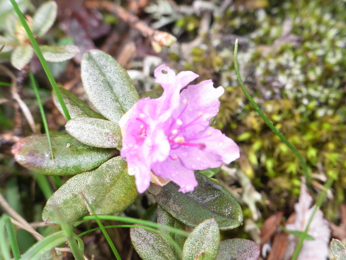 フラワーハイキングに行くなら高山植物の宝庫、長白山（白頭山）へ_b0235153_231751.jpg