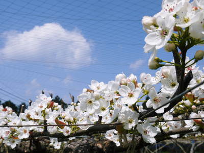 熊本梨 岩永農園 梨の花満開です!!_a0254656_17382265.jpg