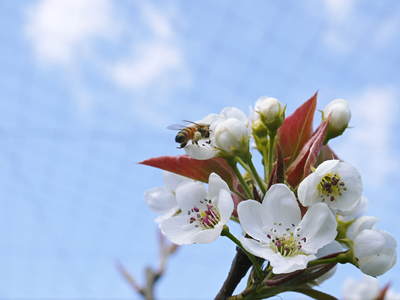 熊本梨 岩永農園 梨の花満開です!!_a0254656_18115712.jpg